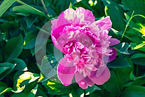 Pink peony outdoors. Single paeonia in green garden, springtime concept. Flower head close-up. Floral vibrant pattern