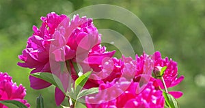 Pink Peony (Paeonia) Flower