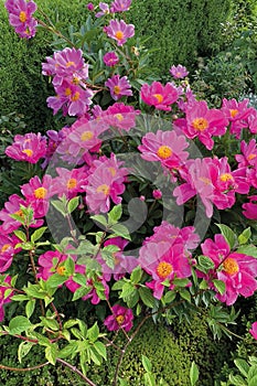 Pink peony `paeonia lactiflora` - dancing butterflies