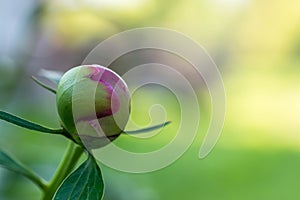 Pink peony Paeonia Officinalis flower bud close up shot