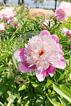 Pink peony, or paeony in the Park