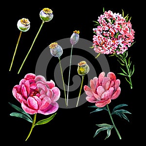 Pink peony poppy pods and rice flower hand drawn watercolor floral illustration set.