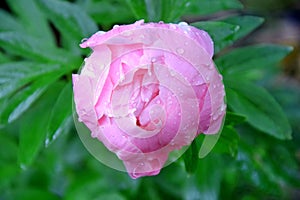 Pink Peony with Rain Water Drops Portrait