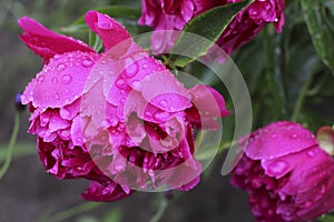 Pink peony with raindrops close - up view. Peony with water drops close - up view