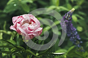 Pink peony with raindrops on the petals