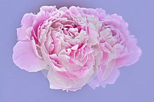 Pink peony and reflection on pale blue background