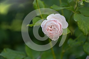 Pink peony rose bud on green leafy background