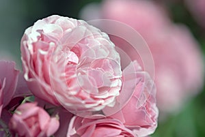 Pink peony roses in summer garden close up photo