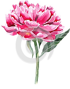 Pink peony separate flower on white background.