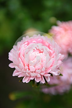 Pink peony-shaped aster on a flower bed close-up