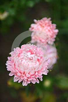 Pink peony-shaped aster on a flower bed close-up