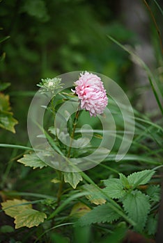 Pink peony-shaped aster on a flower bed close-up