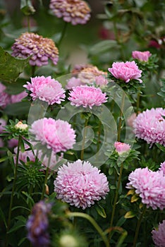 Pink peony-shaped aster on a flower bed close-up