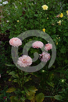 Pink peony-shaped aster on a flower bed close-up