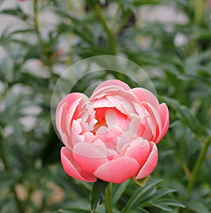 Pink Peony