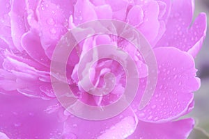 Ckose Up or a Pink Peony With Soft Rain Drops.