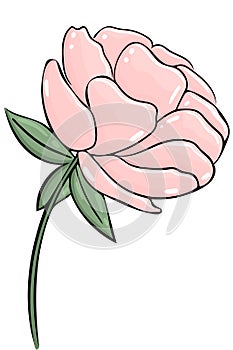 Pink peony, vector. One delicate garden flower on a white background. Hand drawn flower.