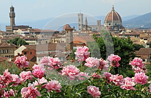 Pink peony and view of renaissance town of Florenc