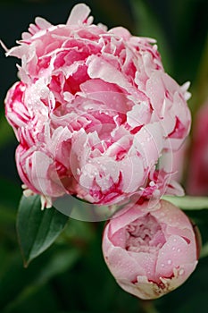 Pink peony with water drops