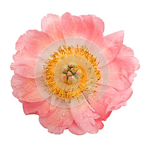 Pink peony with water drops isolated on white background. Top view