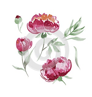 Pink peony watercolor flowers kit for design.