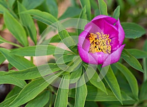 Pink peony wild flower peonies flowers peonie paeonia paeony peon garden wedding yellow bush purple blossom single peonia close up photo