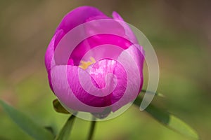 Pink peony wild flower peonies flowers peonie paeonia paeony peon garden wedding yellow bush purple blossom single peonia close up photo