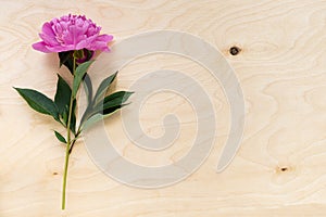 Pink peony on wooden background.Holiday consept,Top view,Place for text