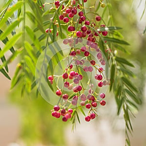 A pink pepper tree with peppercorns called Schinus molle, also known as Peruvian pepper tree