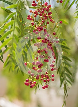 A pink pepper tree with peppercorns called Schinus molle, also known as Peruvian pepper tree