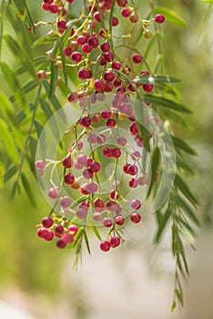 A pink pepper tree with peppercorns, Schinus molle also known as Peruvian pepper tree