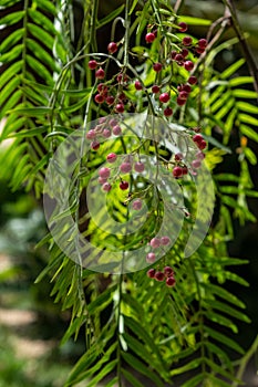 A pink pepper tree with peppercorns Schinus molle. Peruvian pepper tree