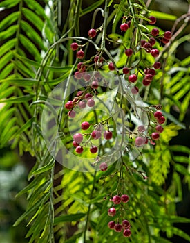 A pink pepper tree with peppercorns Schinus molle. Peruvian pepper tree