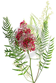 Pink peppercorn. Peruvian Pepper Tree ( Schinus molle L.)