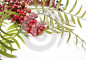 Pink Peppercorns on Branch