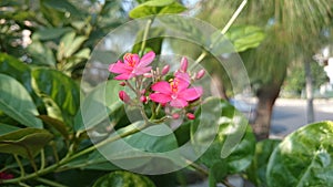 Pink Peregrina sweet smiling in sunny day