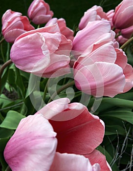 Pink perennial tulip blooms bent over in a swift springtime breeze.