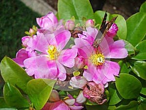 Pink pereskia flower, Pereskia grandifolia, on garden