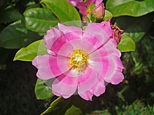 Pink pereskia flower, Pereskia grandifolia, on garden