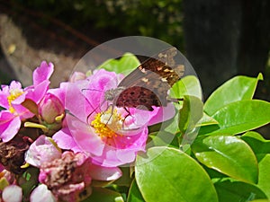 Pink pereskia flower, Pereskia grandifolia, on garden