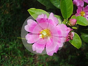 Pink pereskia flower, Pereskia grandifolia, on garden