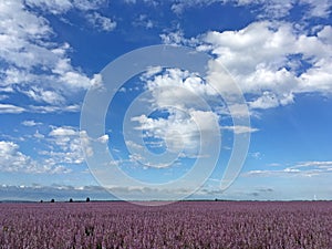 Pink Perilla Flowers Landscape