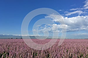 Pink Perilla Flowers Landscape