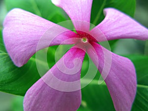 Pink Periwinkle Flower