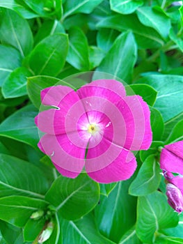 Pink Periwinkle Flower closeup