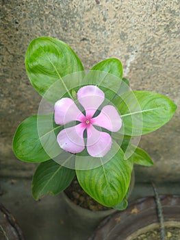 Pink Periwinkle Flower closeup