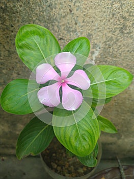 Pink Periwinkle Flower closeup