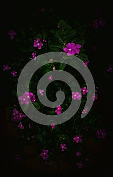 Pink Periwinkle Flower with Dew Drops in Natural Light