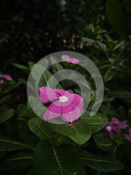 Pink Periwinkle Flower with Dew Drops in Natural Light