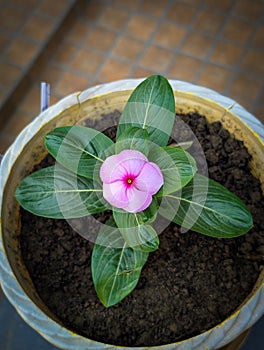 Pink Periwinkle Flower in a Pot